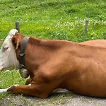 Zur Rose Berwang